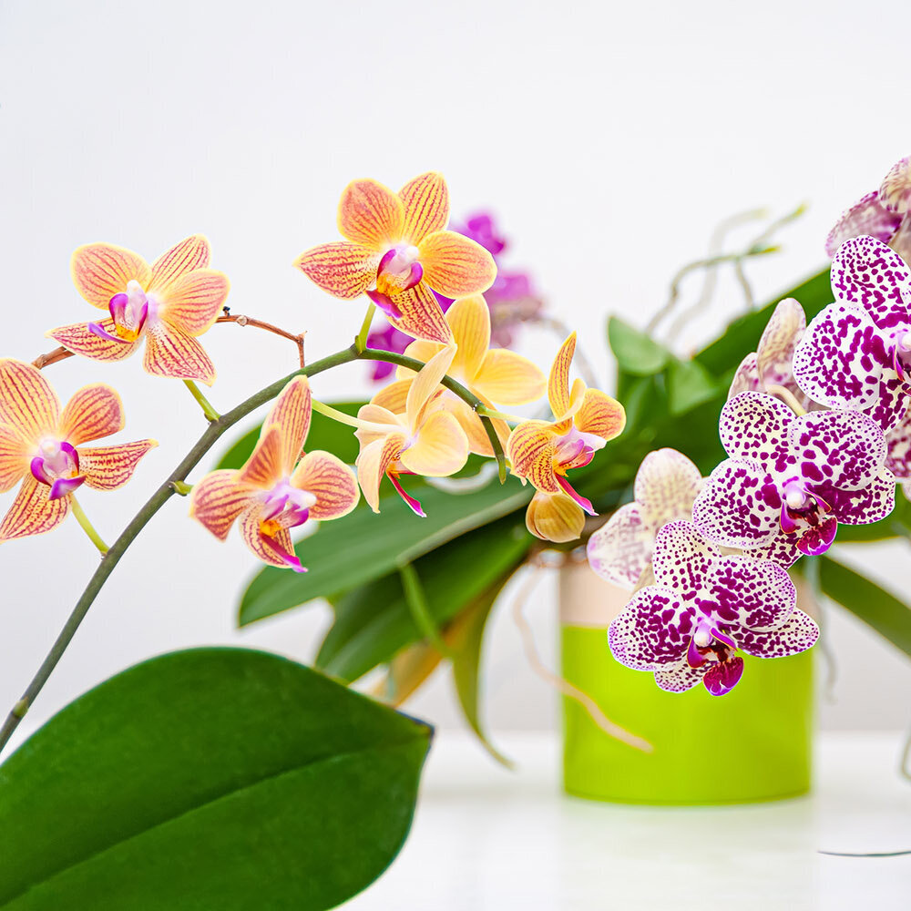 drei-Orchideen-auf-Tisch-in-Keramik
